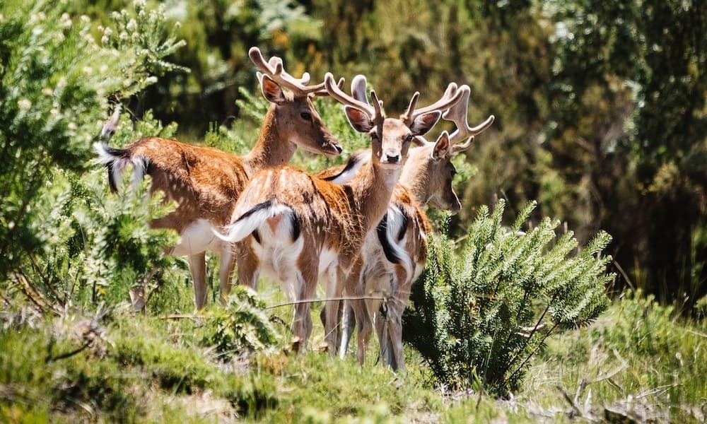 Deers looking towards the camera in the Tapada Nacional de Mafra